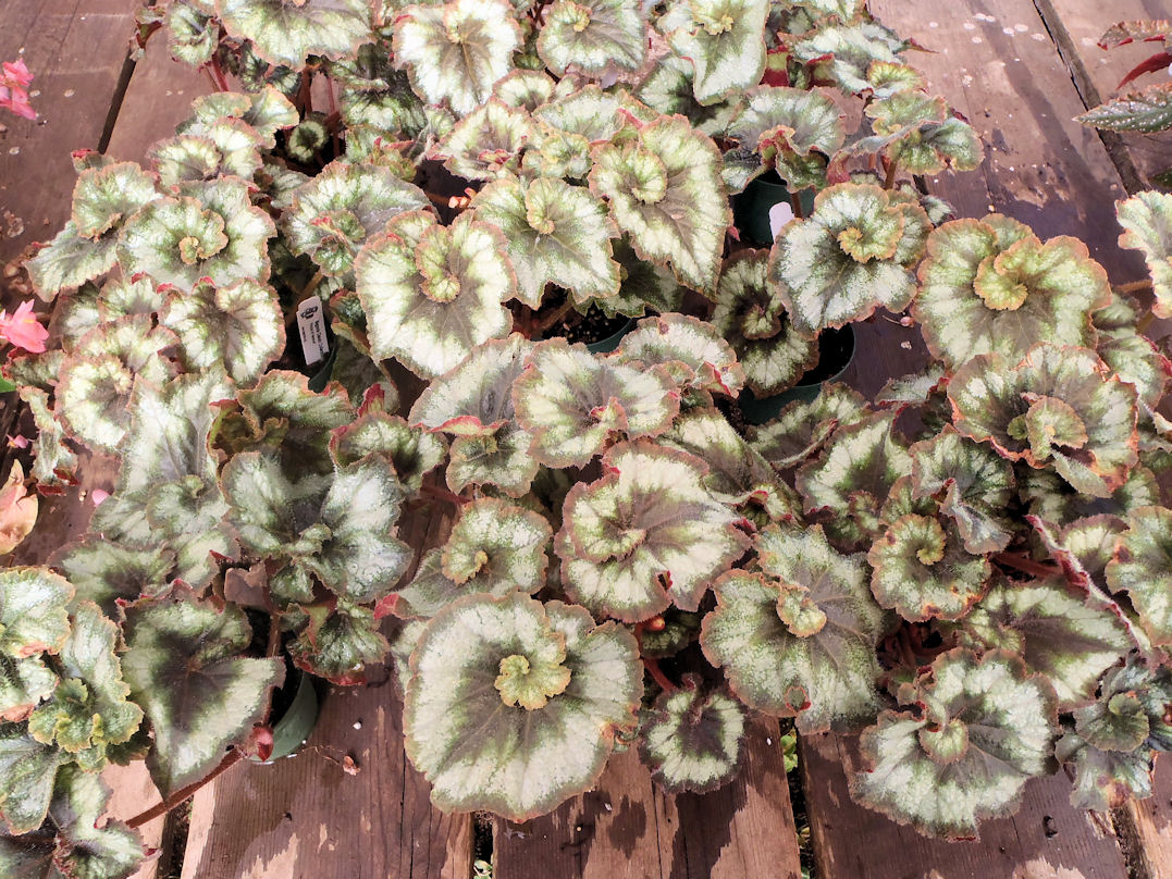 B. ‘Prince of Hanover’